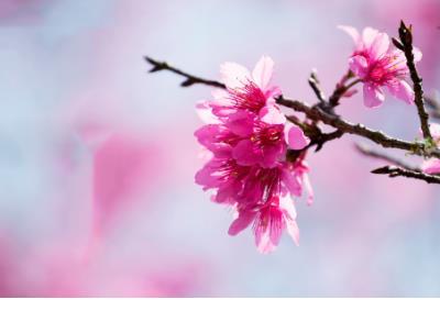 女神节快乐