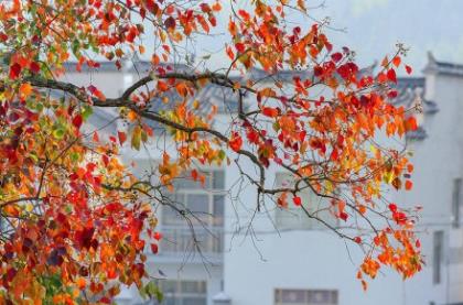 写给大学辅导员的简短祝福语